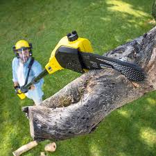 Best Stump Grinding and Removal  in Venus, TX