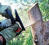  Venus, TX Tree Services Pros