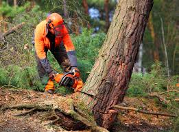 Best Lot and Land Clearing  in Venus, TX