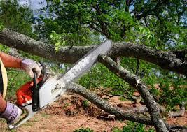 Best Tree Risk Assessment  in Venus, TX