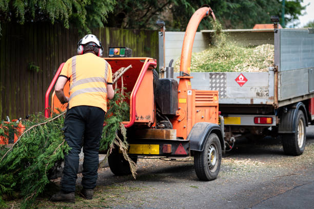 Best Tree Health Inspection  in Venus, TX