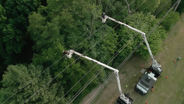 Best Commercial Tree Services  in Venus, TX