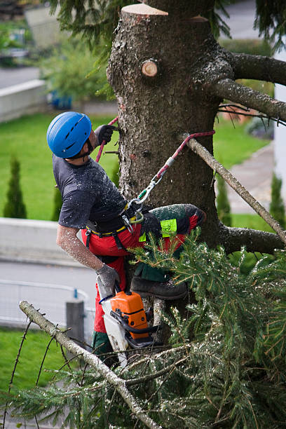 Best Tree Preservation Services  in Venus, TX