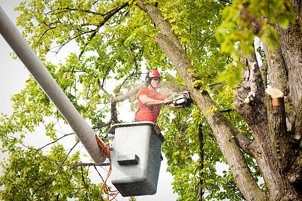 Tree and Shrub Care in Venus, TX