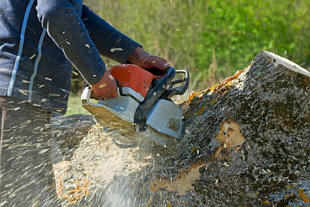 Best Fruit Tree Pruning  in Venus, TX