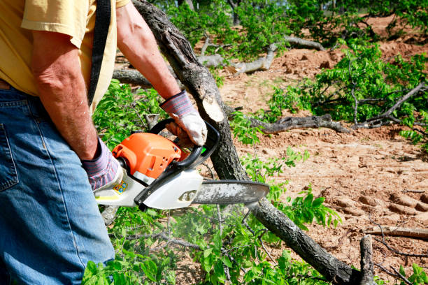 Best Weed Control  in Venus, TX